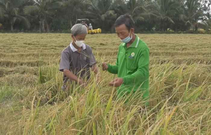 Kế Sách thu hoạch gần 3.000ha lúa Đông - Xuân sớm